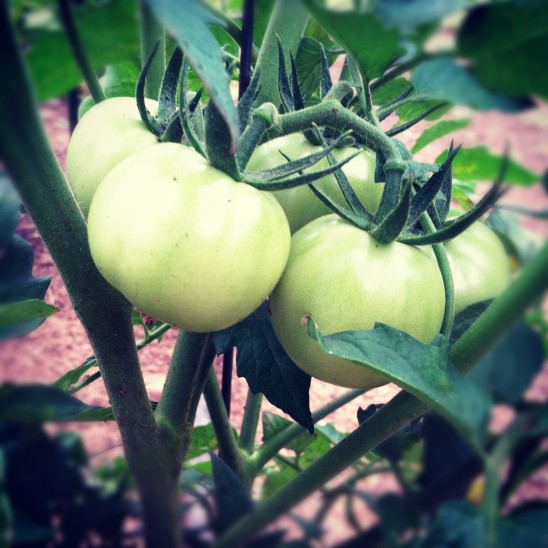 Garden-Tomatoes