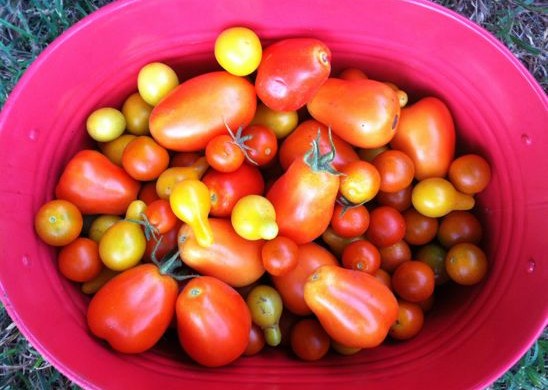 Tomatoes, Garden