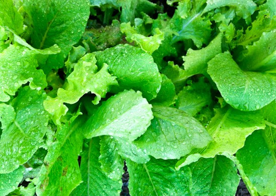 Garden 2013-Top Lettuce